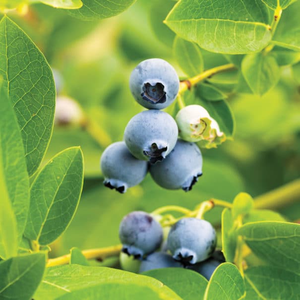 Close-up of a Bluecrop blueberry on a bush, with soft focus.