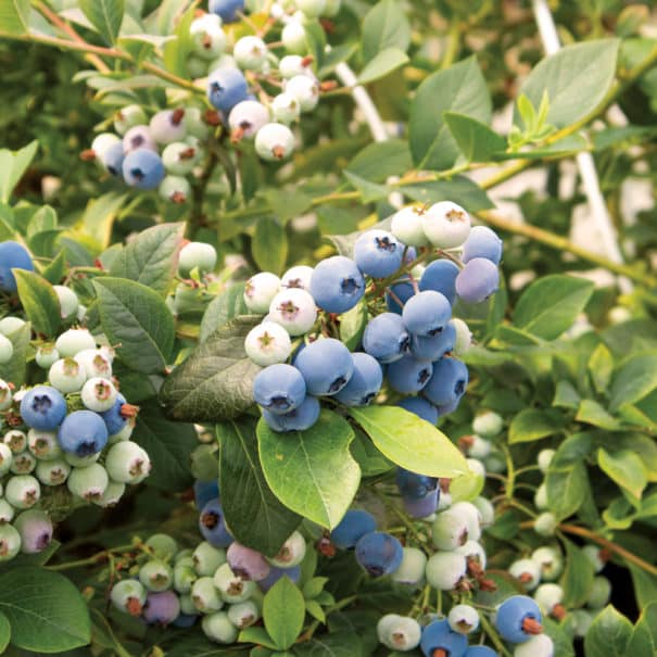 Bluecrop blueberry bush teeming with fruit