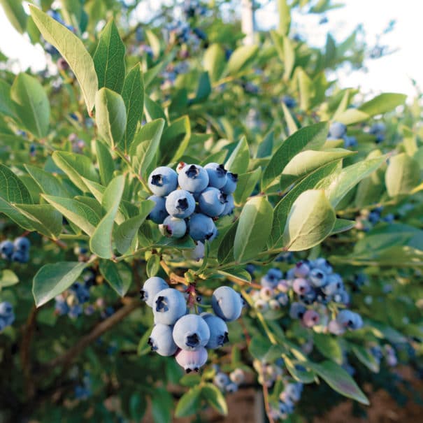 View of a Patriot blueberry bush teeming with fruit.