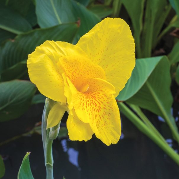Close-up of a King City Gold Canna Bloom