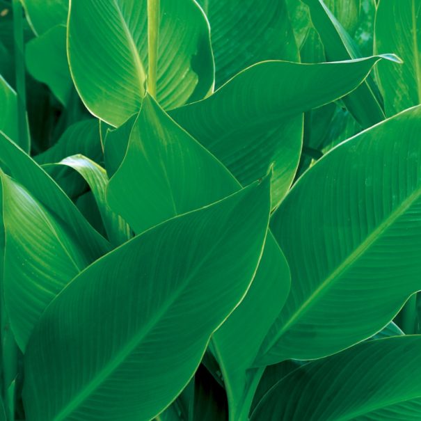 Close-up of the King City Gold Canna foliage