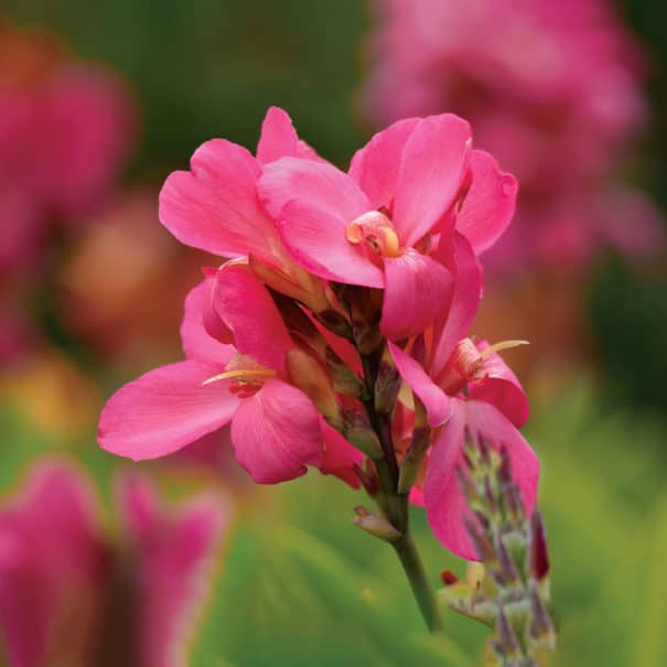 Close-up of a Pink President Canna blossom, soft focus with other blooms and foliage blurred in the background