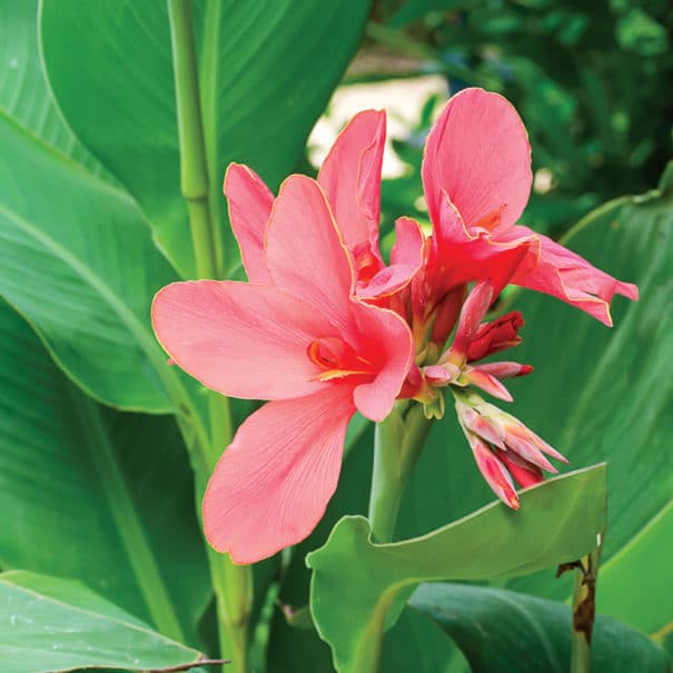 Close-up of a Pink President blooms with green foliage in background