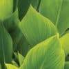 Close-up of green and medium green striped foliage of the Pink President Canna