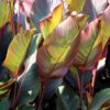 Close-up of the foliage of the Red King Humbert Canna
