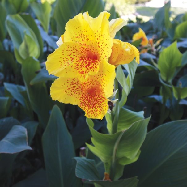 Close-up of a Yellow King Humber blossom amongst a garden full of other cannas and their green foliage