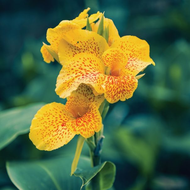 Close-up of a Yellow King Humbert Canna blossom with green foliage, blurred in the background
