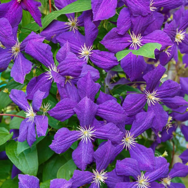 Close-up of heavily blooming Jackmanii Clematis vine