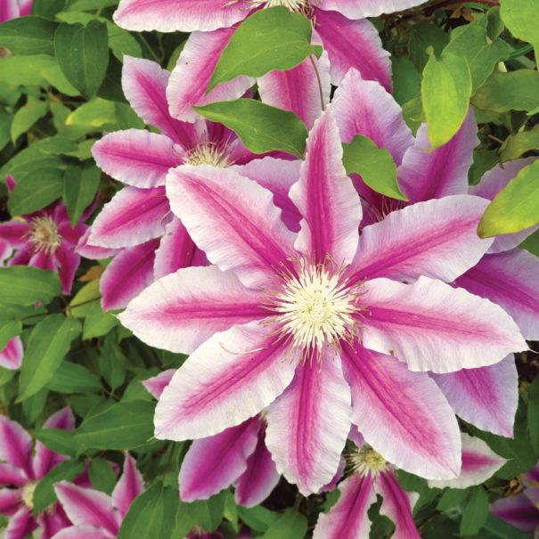 Close-up of a pink and white Clematis bloom