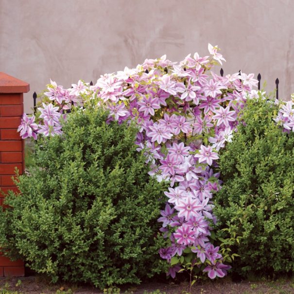 Brick and iron-rod fence draped in Nelly Moser Clematis with two boxwood in front.