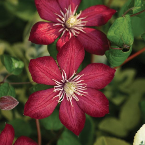 Close-up of a Rouge Cardinal Clematis bloom, background out of focus.