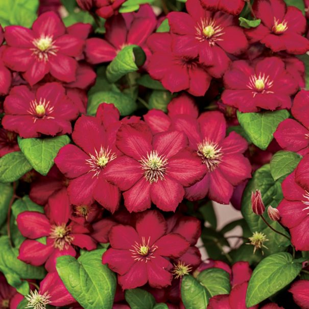 Large group of Rouge Cardinal Clematis blooms