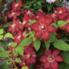 Rouge Cardinal Clematis vine with lots of blooms