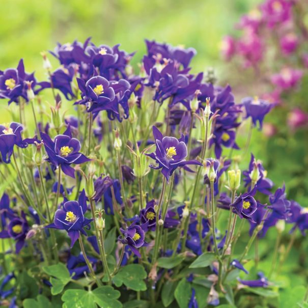 A Columbine plant teeming with purple-blue blooms