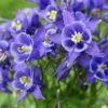 Cluster of purple-blue Columbine blooms