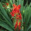 Close-up of a Crocosmia bloom against its spiky green foliage