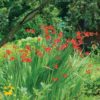Group of blooming Crocosmia in a garden