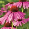 Close-up view of a few coneflower blooms