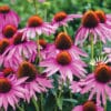 A large grouping of Coneflower blooms