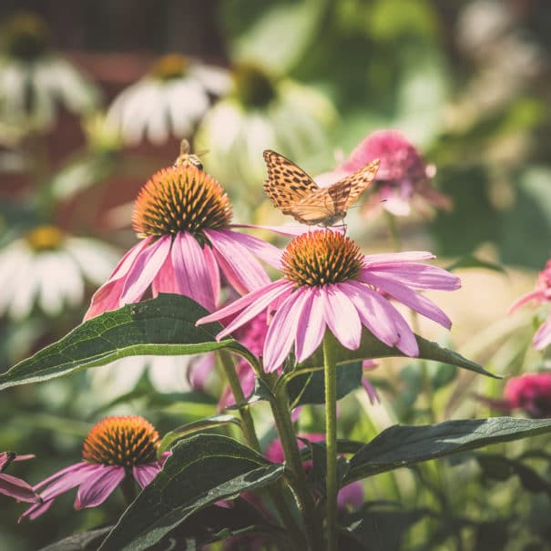 A bee and butterfly atop Coneflower blooms