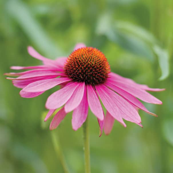 Close-up view of a coneflower bloom against a blurred green background