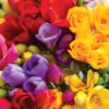 Close-up of Freesia blooms, some are double and some are single blossoms.