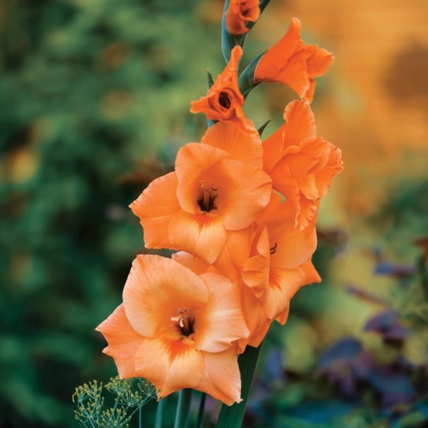 Close-up of an orange Gladiolus in bloom, soft-focus background