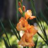 Orange Gladiolus blooming, soft-focus with sun hitting greenery in background