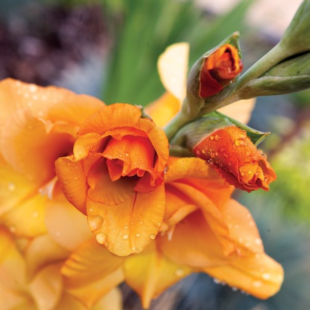 Super close-u of the petals on an orange Gladiolus
