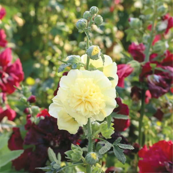 A double yellow hollyhock bloom with red hollyhocks in the background