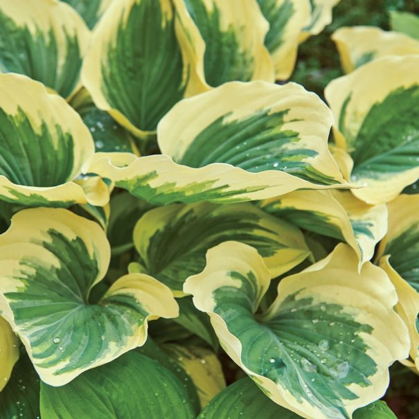 Close-up of the cream-edged, dark-green centered leaves of the Wide Brim hosta with waterdrops