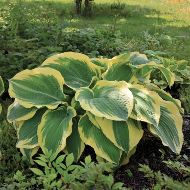 View of a Wide Brim Hosta with cream-edged and medium-green centered leaves