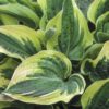 Close-up of the cream-edged, medium-green centered leaves of the Wide Brim hosta