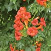Close up of a cluster of trumpet vine blossoms with greenery in background