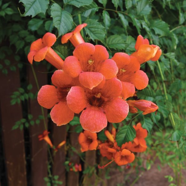 Close-up of an orange Trumpet Vine blossom on vine that is growing on a wooden fence.