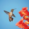 Hummingbird flying, about to drink nectar from the blossom of an orange trumpet vine.