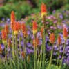 Group of Red Hot Poker (Kniphofia) blooms in a garden with purple an pink flowers out of focus in the background