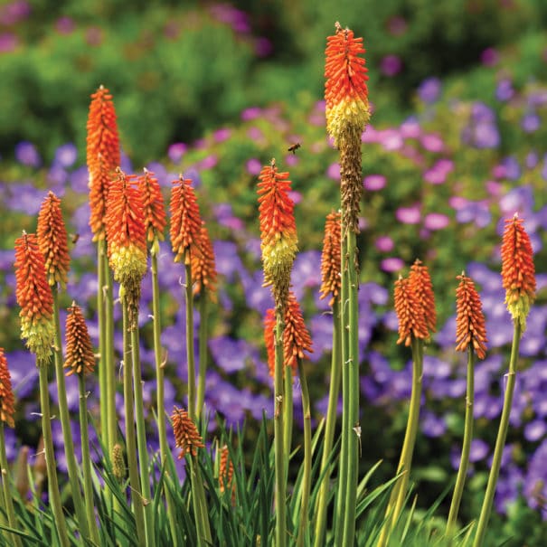 Group of Red Hot Poker (Kniphofia) blooms in a garden with purple an pink flowers out of focus in the background