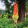 Kniphofia 'Red Hot Poker' in a garden near a tree, background in soft-focus