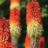 Close-up image of the petals of a Red Hot Poker (Kniphofia)