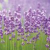 Close-up of a field of lavender blooms