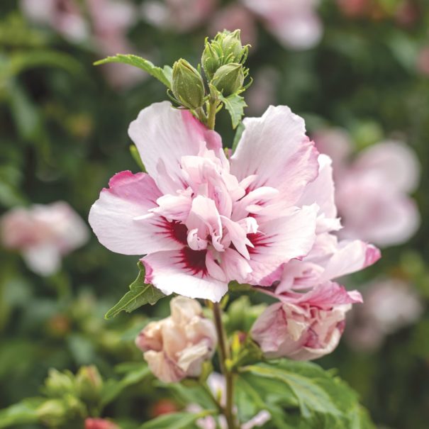 Close-up of a Rose of Sharon flower in garden