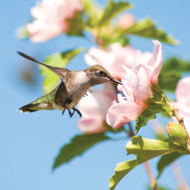 Hummingbird drinking from a Rose of Sharon bloom against a blue sky