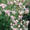 Rose of Sharon shrub teeming with blooms