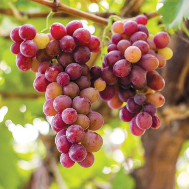Ripe Canadice grapes on a vine