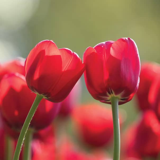Two red Apeldoorn tulip blooms in sunshine