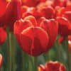 Opened Apeldoorn tulip against a background of other red tulips in soft focus