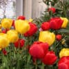 Garden with red and yellow tulips