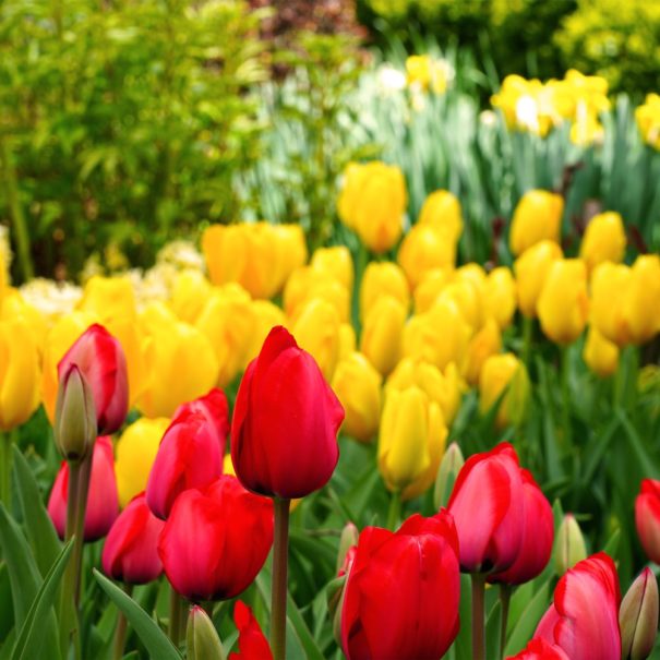 Red and Yellow tulips in a garden