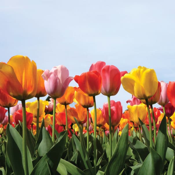 Darwin Mix multi-color tulips against a bright blue sky